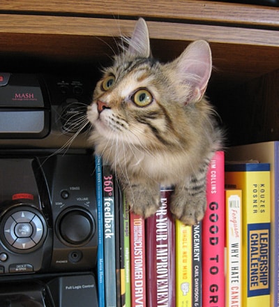 Female Siberian cat Calina on the bookshelf