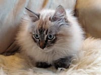 Siberian kitten Ollie