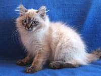 Siberian kitten Obi