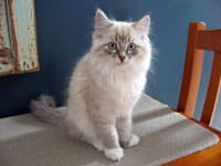 Siberian kitten Kiska