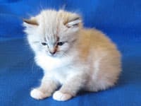 Siberian kitten Linus