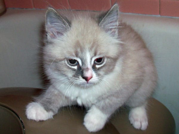 Siberian kitten Angara Harlequin at 2 months old