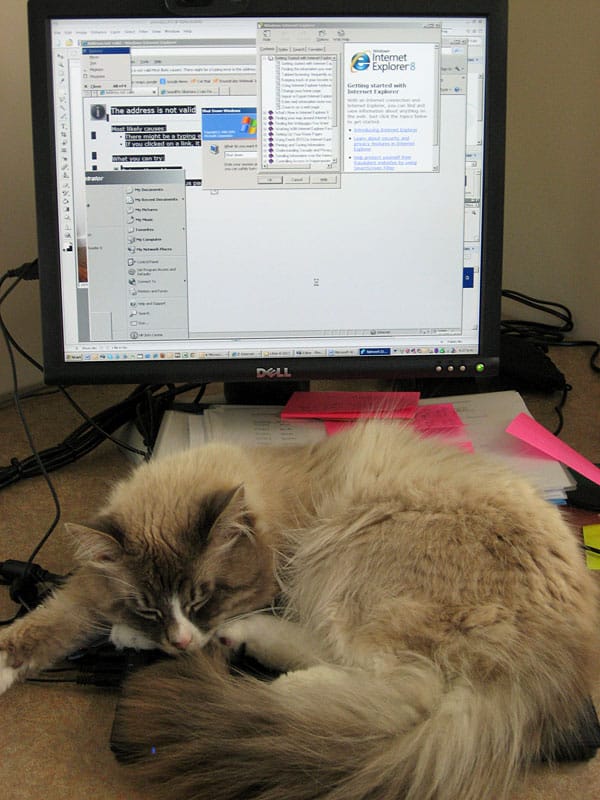 Male Siberian cat Harley attempts to reboot Judee's computer - by pushing all the keys.