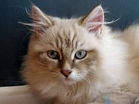 Siberian kitten Juniper