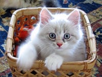 Siberian kitten Daphne