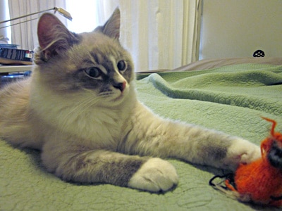 Angara Harlequin - Siberian Male Cat