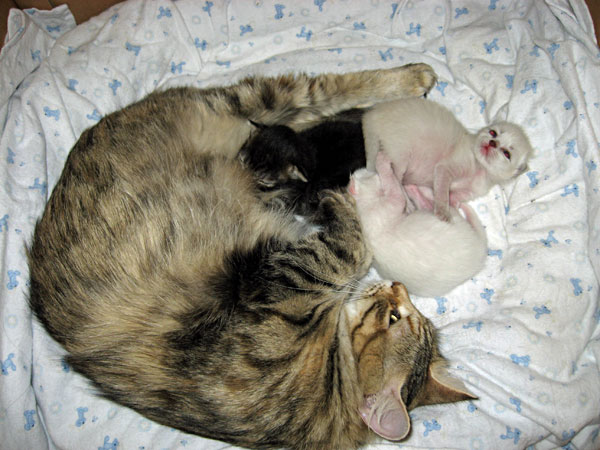 Siberian cat Calina with her second litter