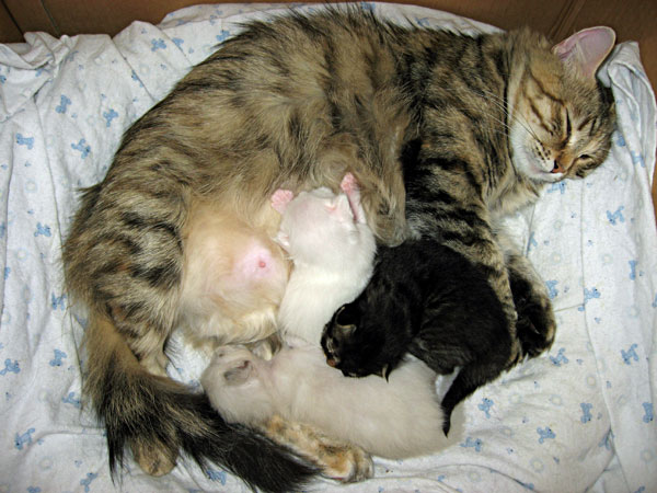12-day-old Siberian kittens