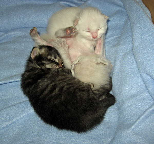 13-day-old Siberian kittens