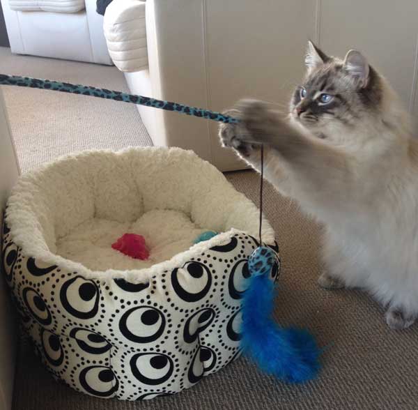 Siberian kitten Stoli with a feather toy