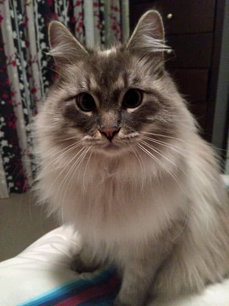 Blue lynx point Siberian cat Stoli at 19 months old