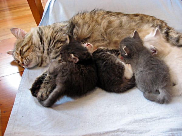 C Litter Siberian kittens nursing