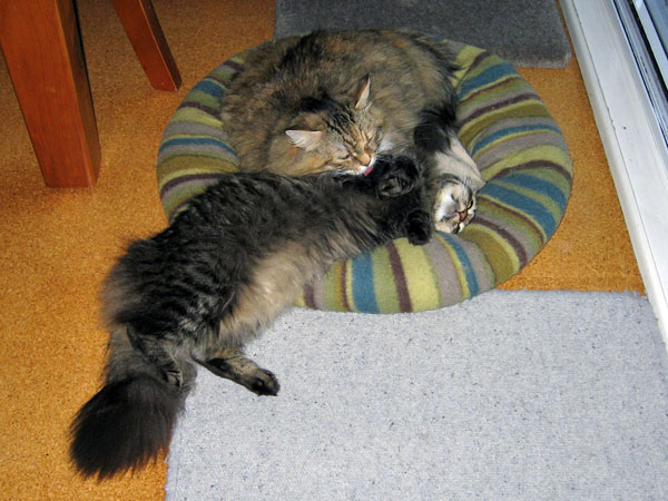 Siberian cat Hoku allows her mother Calina to groom her